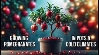 Growing Pomegranates in Containers & in Cold Climates: YES, It's Possible!