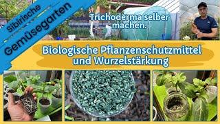 Trichoderma selber machen und damit die  Pflanzen stärken und schützen.