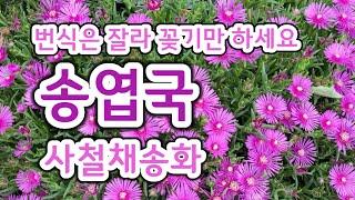 송엽국. 사철채송화. 잘라 꽂기만 해도 번식이 가능. 건조에 강해요. 다육. #괴산농부유튜브공부방 #송엽국 #사철채송화