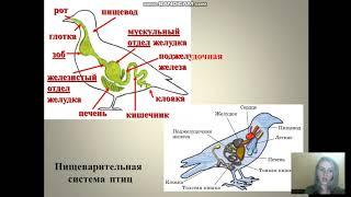 класс Птицы