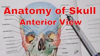 Anatomy of skull | Anterior view | Anatomy in Hindi/Urdu | 2020