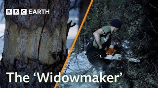 Woodcutter Takes On Dangerous ‘Widowmaker’ | Life Below Zero | BBC Earth Explore
