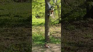 ГОЛУБИ весенние ПАРК ЦАРИЦЫНО Москва Апрель 2025 #spring #pigeons #birds #весна #голуби #царицыно