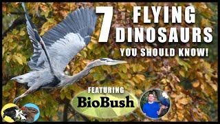 7 BIRDS You Should Know!  (D.C., Maryland & Virginia) Ft. BioBush