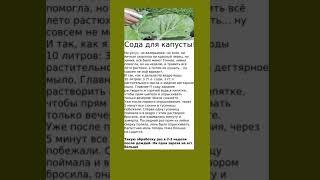 Сода полезна для урожая капусты #сода #урожай  #полезнознать #полезныесоветы  #огород