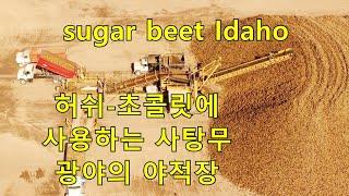 설탕 원료 사탕무 수백만톤 쌓는 노천 야적장. sugar beet Idaho