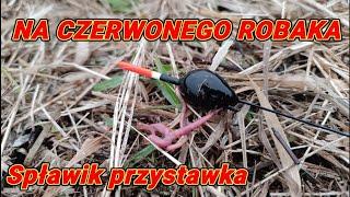 DUŻE RYBY na ŚWIETNYM ODCINKU RZEKI. Na CZERWONEGO ROBAKA.