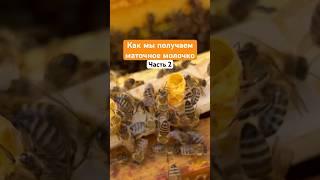 Маточное молочко. Как получаем. Часть 2 #деревня #пасека #пчелы #маточноемолочко #мёд