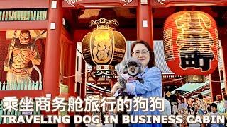 Traveling  Dog in Business Class Cabin