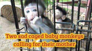 Two sad caged baby monkeys calling for their mother