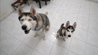 What a Day in The Life of a Husky Puppy and His Dad Looks Like!