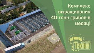 Обзор предприятия выращивания грибов вешенка (производительность 40 тонн грибов в месяц)