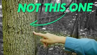 Are the ash trees doomed? | Great Lakes Now