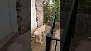 Cat stare-down vs standard poodle