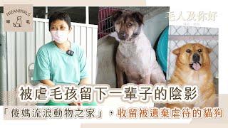 被虐毛孩留下一輩子的陰影 !「傻媽流浪動物之家」收留被遺棄虐待的流浪貓狗