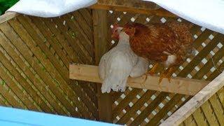 Visite au bungalow de mes poules ..GOPR0483.MP4