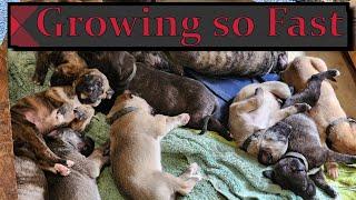 Cute Puppies Growing so fast weeks 3 and 4