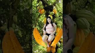cacao fruits#trend#transition  #short