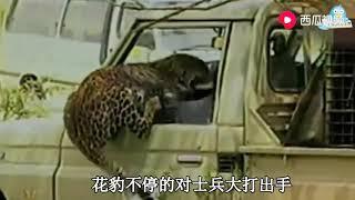 非洲士兵放豹歸山，來不急關車窗，花豹鉆進車裡對士兵猛烈撒咬