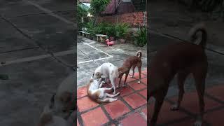 Dog shows 42#shorts