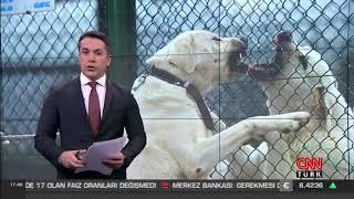 TİGEM - SAFKAN AKBAŞ VE KANGAL YETİŞTİRİCİLİĞİ - CNN TÜRK