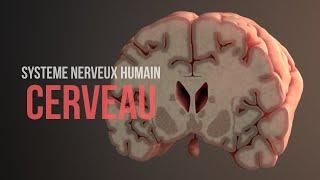 Comment fonctionne le cerveau (Système nerveux humain) (Animation)