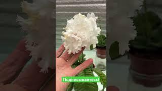 Стрептокарпус  DS-2958 #streptocarpus #стрептокарпус