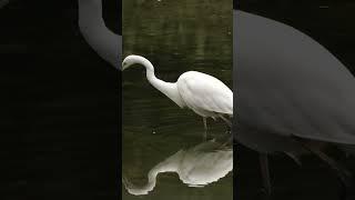 Egret great egret fishing