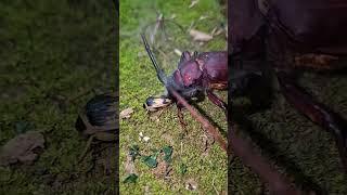 Bombardier beetle vs. longhorn beetle