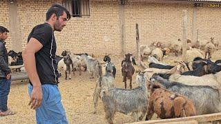 Nomadic life in Iran: Buying sheep to keep on the farm