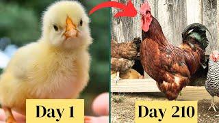 Rhode Island Red Chickens Chick Growth DAY BY DAY | Ayam Rir Chicken Growth Time Lapse | Hane Gallos