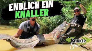 #Hochwasser Knaller l Endlich ein GROßER #Waller  I #Spinnfischen auf #Wels 