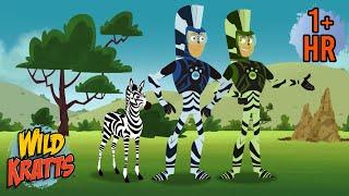 Camouflage in the Jungle | Zebras and More | Adventures with the Kratts | 9 Story Kids