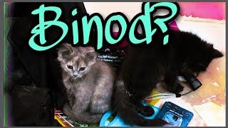 Is Binod a cat?