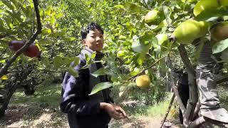 MOTHER IN LAW SHOWS HER APPLE FARM | JOURNEY TO MARPHA/tibetan vlogger