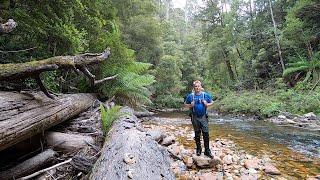 Solo overnight camping adventure in the Tasmanian rainforest