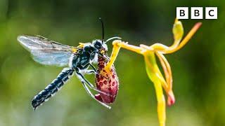 The plant that catfishes    The Green Planet  BBC