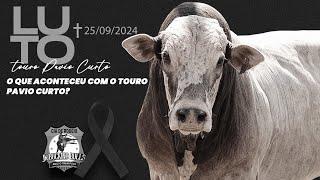 LUTO | O Rodeio Brasileiro Perdeu o Touro PAVIO CURTO da Cia JK BUCKING BULLS