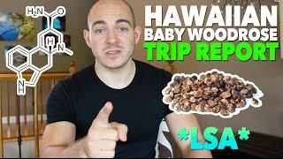 Hawaiian Baby Woodrose Trip Report (LSA)