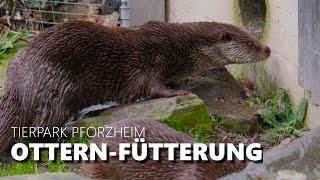 Otter Feeding - Pforzheim Wildlife Park - Germany