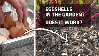 Using Eggshells in the Garden? Does It Work?