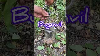 Program Bonsai Bugenvil