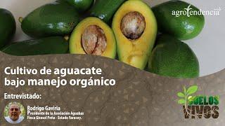 Cultivo de aguacate bajo manejo orgánico - Suelos Vivos