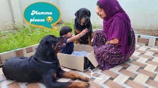 Jerry trying to save aaru | dog protecting  baby | the rott | #dog #rottweiler #cuteanimals