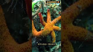 你不知道的動物知識--海星的超能力