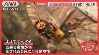 “殺人バチ”とハンター激闘　緊迫の駆除現場　異変が…猛暑で巨大化　11月でも活発化【羽鳥慎一モーニングショー】(2024年11月11日)