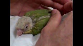 Zazu Baby Green Cheek Conure