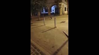 Un zorro pasea por las calles del centro histórico de Xàbia