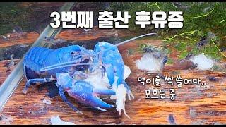 150마리 치가재를 위해 대형 키즈 어항을 만들어 주었더니.. 다 없어졌네요 ㄷㄷ