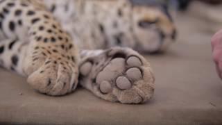 WILD LEOPARD Capture & Collaring — Wildlife Conservation in Africa